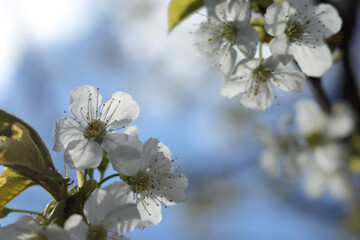 Close-up cherry blossom. Branches white flowers green leaves .Blue sky background close up. Beautiful cherry blossom.Spring orchard. Summer sunny day nature.White flowers. Place for text