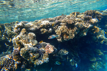 Amazing underwater world of the Red Sea hanging corals on the bottom of the sea near which tropical fish swim