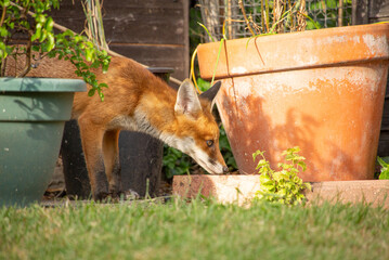 Fox sniffing at flower pot in garden