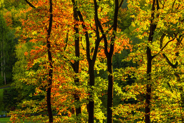 autumn in the forest