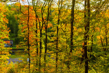 autumn in the forest