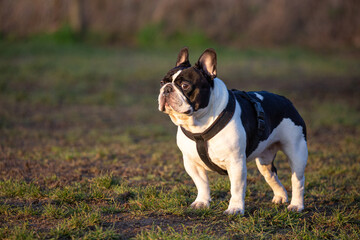 Funny looking French bulldog wearing harness standing on the grass - Powered by Adobe