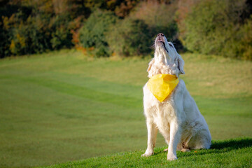 Golden retriever looking up and wearing yellow bandana on green field of grass