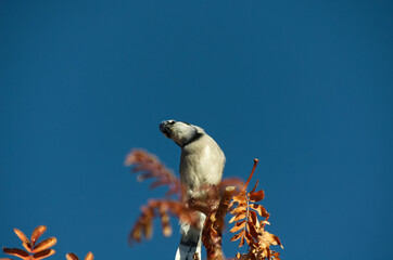 A Blue Jay on a Tree