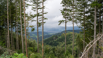 View from a mountain in the forest