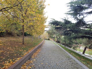 Obraz premium road in autumn