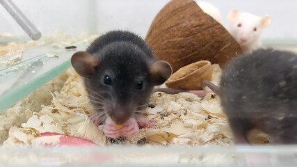 Cute and funny black house rat on a pet shop eating a piece of apple. Video 4k.