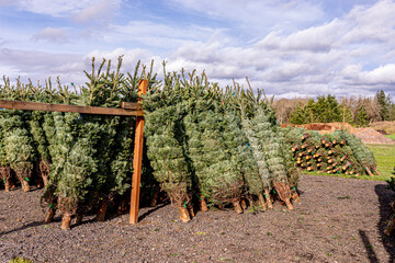 Fresh cut bailed Christmas trees of a farm market, Hillsboro, Oregon