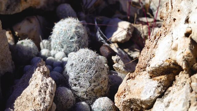 Cacti of West and Southwest USA. Brady's pincushion cactus (Pediocactus bradyi). New Mexico, USA