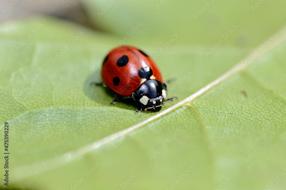 Canvas Prints Closeup shot of a ladybird on a leaf