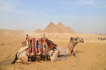 The pyramids at Giza in the desert and camel.