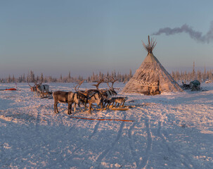 Deer camp on Yamal. Siberia. Russia