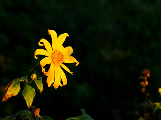 Mexican sunflower In a black background