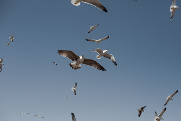 Lots of seagulls flying with blue sky in the port of Essaouira in a sunny day