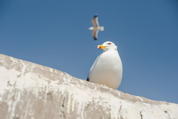 Seagull flying and seagull sitting on the wall at the port