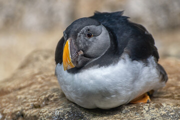 A puffin sits on a stone