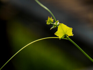 little leaf in the dark green background