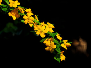 Yellow flower In a black background