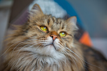 a shaggy gray fluffy cat is lying on a chair. High quality photo