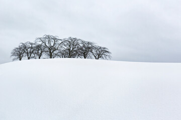 Minimalistic image of Elm trees in winter. - 475394887