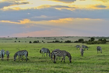 zebras and sunset in africa