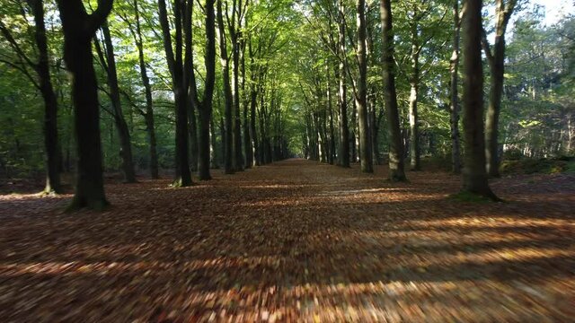 Path through a beech tree forest with brown leafs on the forest floor during autumn.