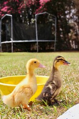 ducks