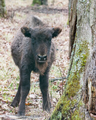 Auroch calf
