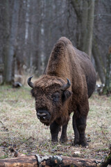 Mature auroch front