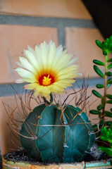 Beautiful view of a yellow flowering cactus