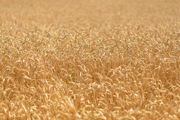 Golden beautiful wheat in field. 