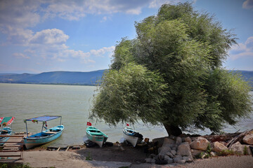 An old olive tree on the small peninsula in Lake Ulubat. Next to it, three small fishing or outflow boats with Turkish flags. Once the town of Apollonia ad Rhyndacum was located here. Today it is the 