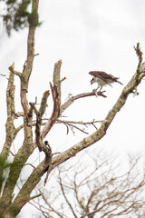 Osprey in tree eating a fish 

