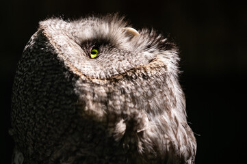 Close-up portrait of an owl in the dark. Bird looking up