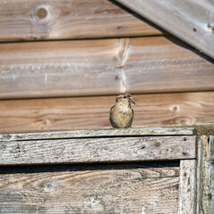 Female house sparrow with insect caught in beak to feed to chicks in the nest