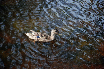 A gray-brown bird floats on the water. The water in the river is brown due to the sandy bottom, there are small ripples on the surface, a gray-brown duck is floating on the water.