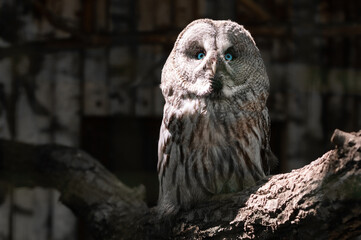 Large portrait of an owl. Nocturnal bird of prey