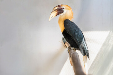 Portrait of male Papuan hornbill or Blyth hornbill Rhyticeros plicatus seen from profile © Евгений Вдовин