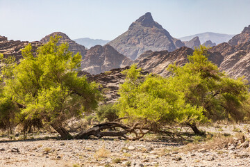Middle East, Arabian Peninsula, Oman, Al Batinah South, Rustaq. Green trees in the desert mountains...