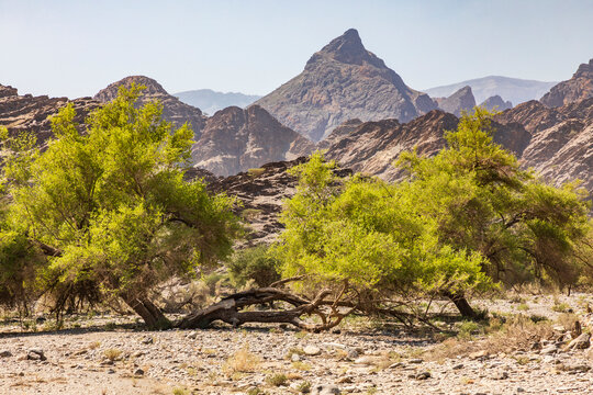 Middle East, Arabian Peninsula, Oman, Al Batinah South, Rustaq. Green trees in the desert mountains of Oman.