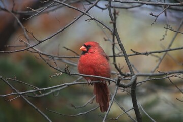 Cardinal mâle