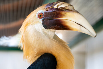 Portrait of male Papuan hornbill or Blyth hornbill Rhyticeros plicatus seen from profile