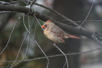 Cardinal femelle
