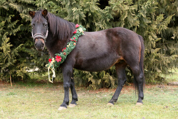 Saddle horse wearing christmas wreath decoration outdoors
