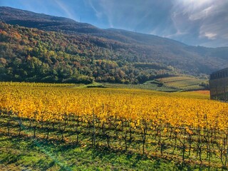 autumn in the vineyard