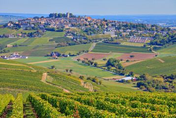 Vignoble près de Sancerre, France