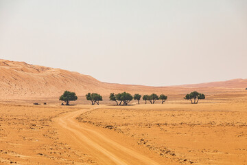 Fototapeta na wymiar Middle East, Arabian Peninsula, Ash Sharqiyah North, Bidiyah. A group of trees in the desert of Oman.
