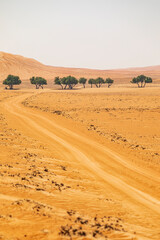 Fototapeta na wymiar Middle East, Arabian Peninsula, Ash Sharqiyah North, Bidiyah. A group of trees in the desert of Oman.