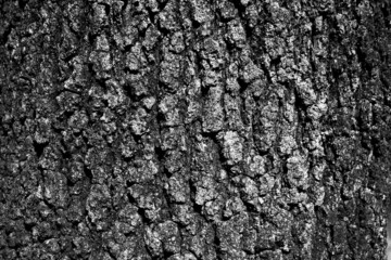 Tree bark surface texture. Black and white tree bark background, close-up. Relief texture of tree skin for publication, screensaver, wallpaper, postcard, poster, banner, cover, title for a website