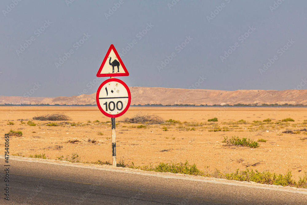 Poster Middle East, Arabian Peninsula, Al Batinah South. Camel crossing and speed limit signs on a highway in Oman.